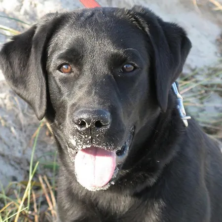 Dom wakacyjny Inselidylle Saltkrokan